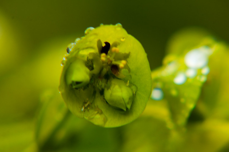 Spurge flowers, Bantock Park
