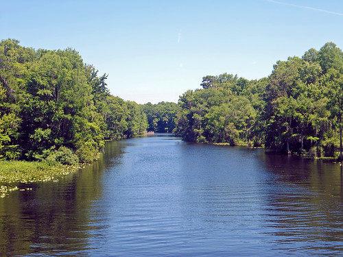 water forest river landscape scenery florida dunnellon