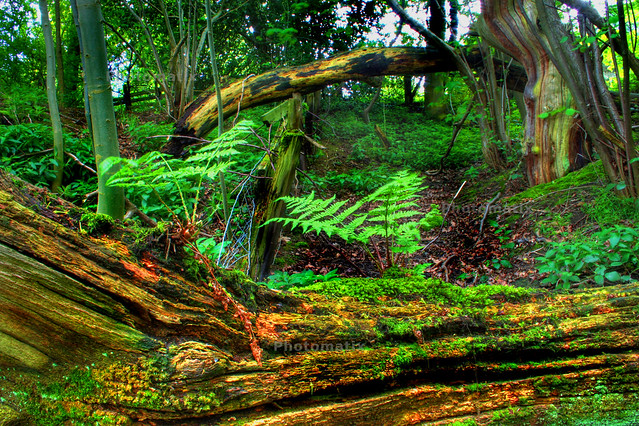 Down in the woods.... HDR