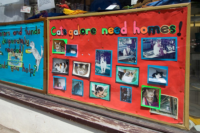 cats galore need homes!