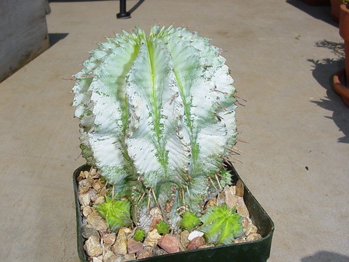 Euphorbia polygona x