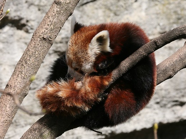 In the Zoo (Red Panda)