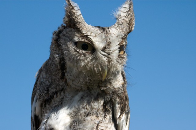 Eastern Screech Owl - 