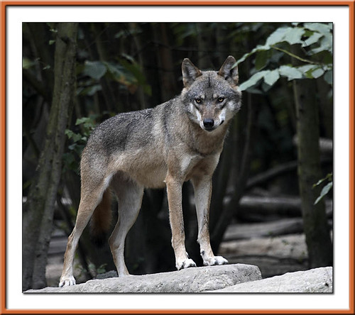 Wolf | by Recycled Teenager (NORFOLK IMAGES)