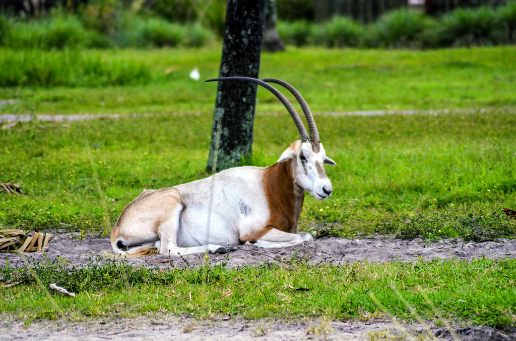 AKL Antelope sitting