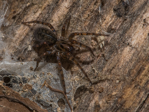 spider arachnid westvirginia lewisburgwestvirginia campalleghany campalleghanyforgirls bonniecoatesott