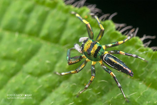Jumping spider (Cosmophasis sp.) - DSC_4735