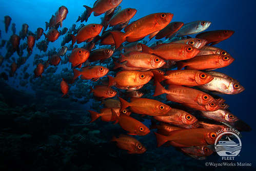 Palau-UW8