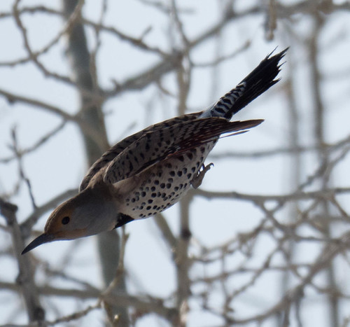 Female flicker 3 | OLYMPUS DIGITAL CAMERA | Masaaki Yoshigi | Flickr