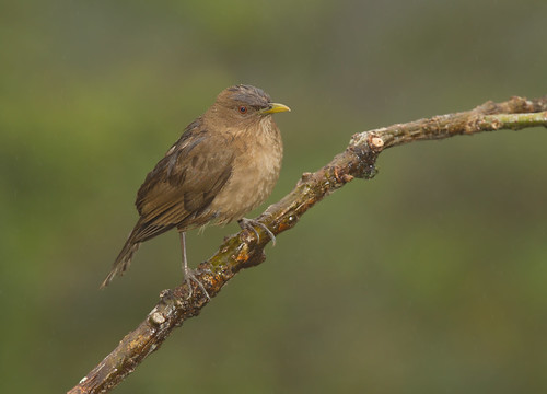 Clay-colored Robin | Cinchona, Alajuela, Costa Rica. | Yamil Saenz | Flickr