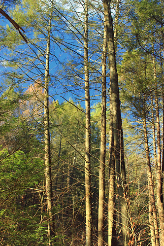trees nature forest spring hiking pennsylvania creativecommons ravine deciduous coniferous oldgrowthforest columbiacounty weiserstateforest relictforest jakeyhollownaturalarea