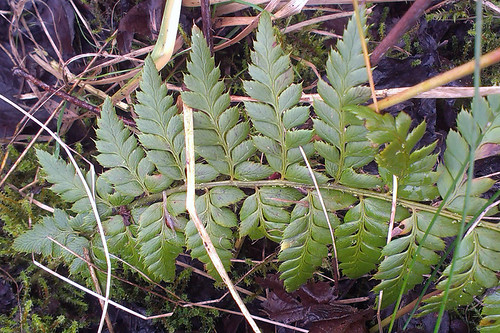 poly_aculeatum_0938 | by theo muusse