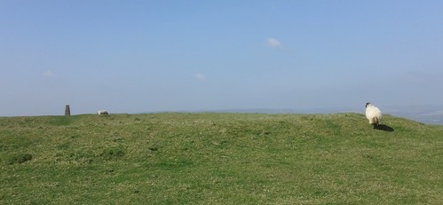 One trig. point, two sheep 