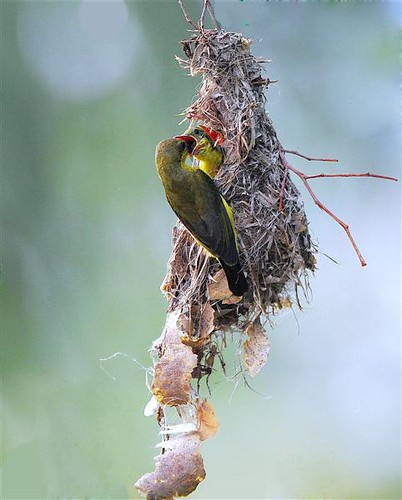Olive-backed Sunbird (F) | by NatureInYourBackyard