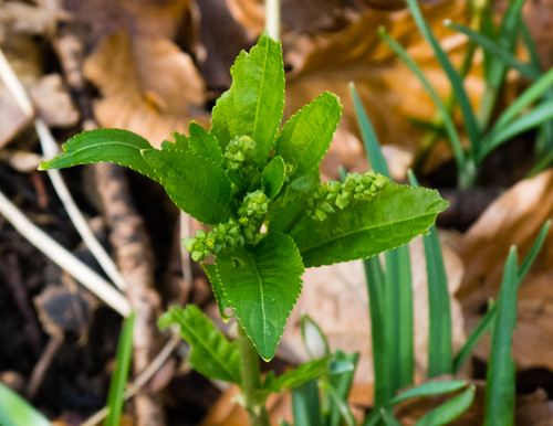 Dogs mercury coming into flower