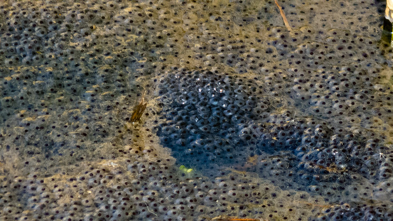 Springtime, frogspawn