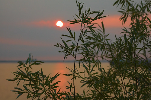 sunset summer sky sun tree leaves river закат солнце лето река листья arkhangelsk архангельск