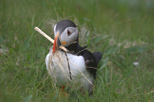 Puffins Using Sticks Puffin harvesting | Castle o’Burrian, Westray, Orkney. This … | Flickr