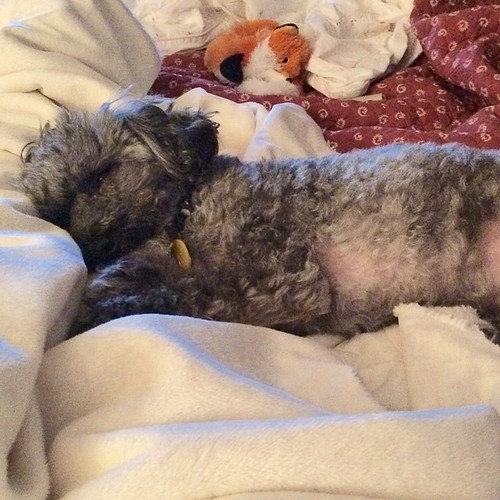 Good Night from Angus. #Angus #sleepy #furbaby #boy #night #dog #doglife #dogloversofinstagram #instadog #bestdog #tired #poodlesofinstagram #poodlelovers #poodles #march | by msdianarodriguez