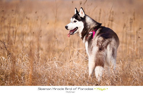 pictures: can you give any of these cats and dogs a forever home? and siberian cat dog black siberian cat