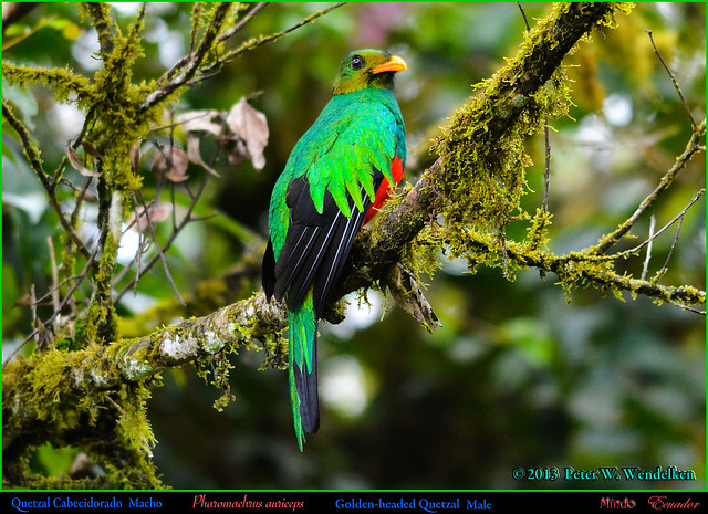 GOLDEN-HEADED QUETZAL Male Pharomachrus auriceps in the Early Morning above Mindo in Northwestern ECUADOR. Quetzal Photo by Peter Wendelken.