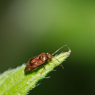 shield bug larvae