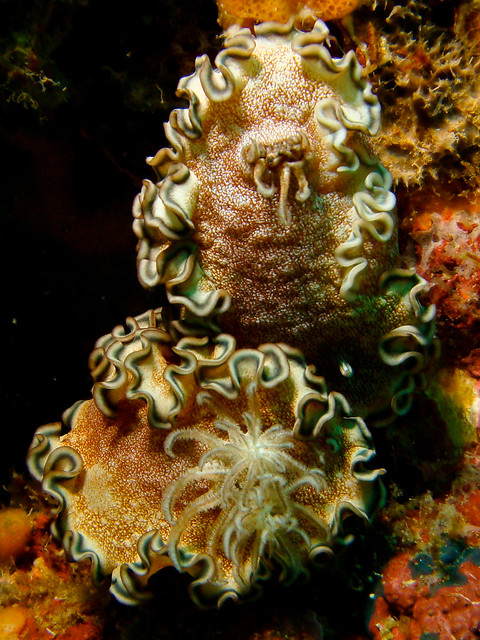 scubafish-underwater-55.jpg