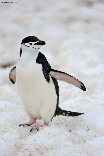 Curious Chinstrap Penguin