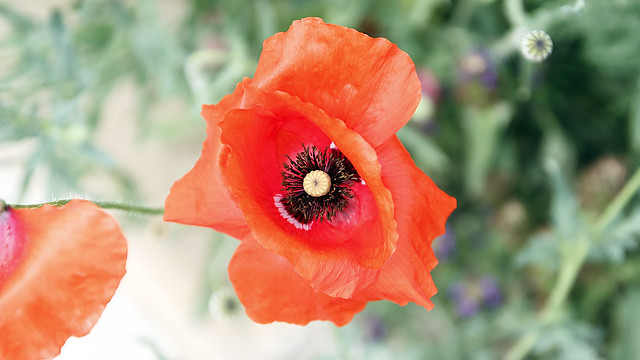 Poppy by Deck Viewpoint