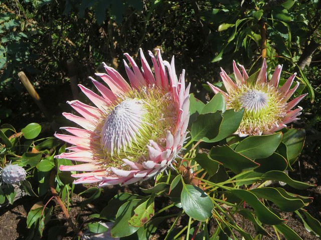 King Protea