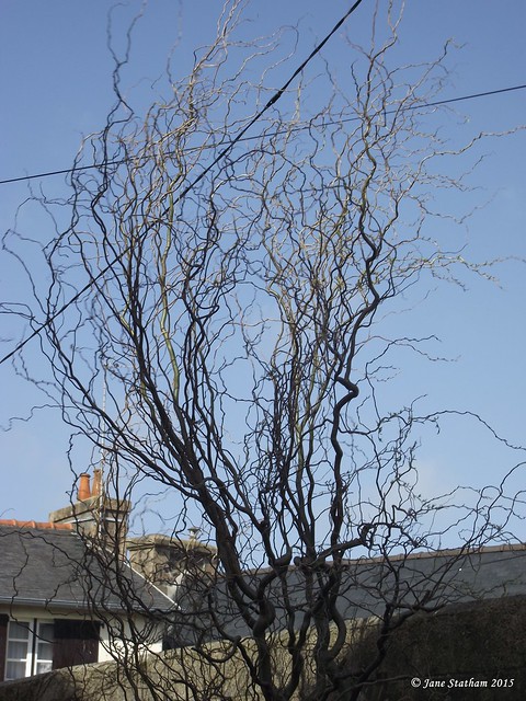Still Winter. A Corkscrew Willow.