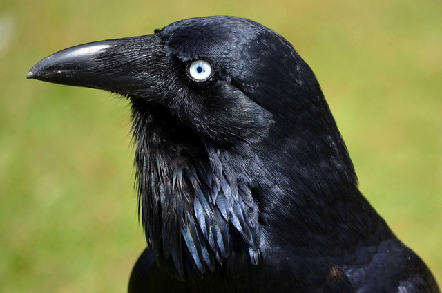 Portrait of an Australian Raven (Australia)