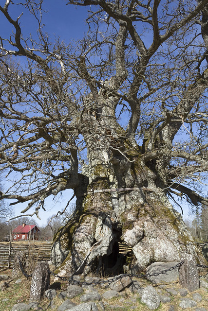 The old Oak tree 