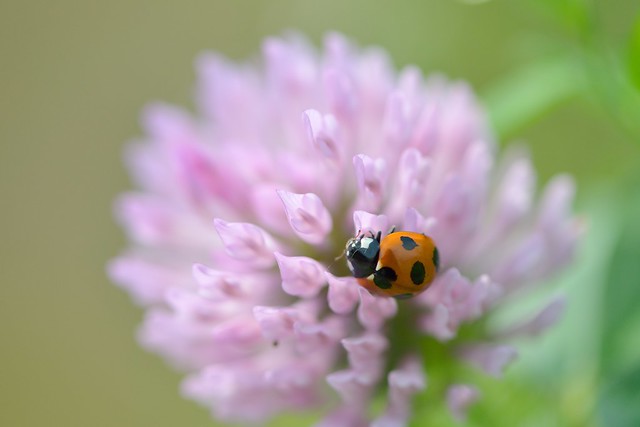 Lady bug and Red clover