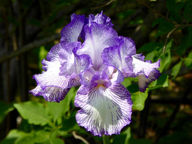 Another iris from my garden