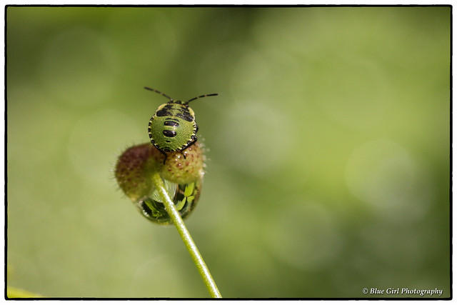 Common Green Shieldbug (3rd Instar)