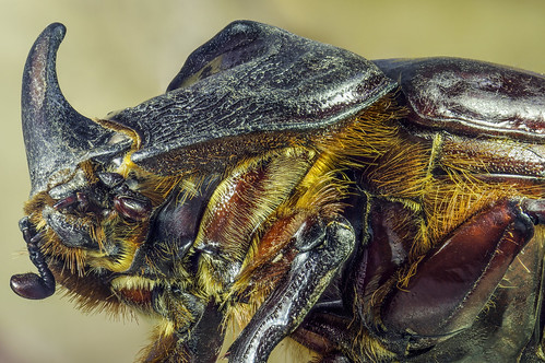 Dynastinae, rhinoceros beetle