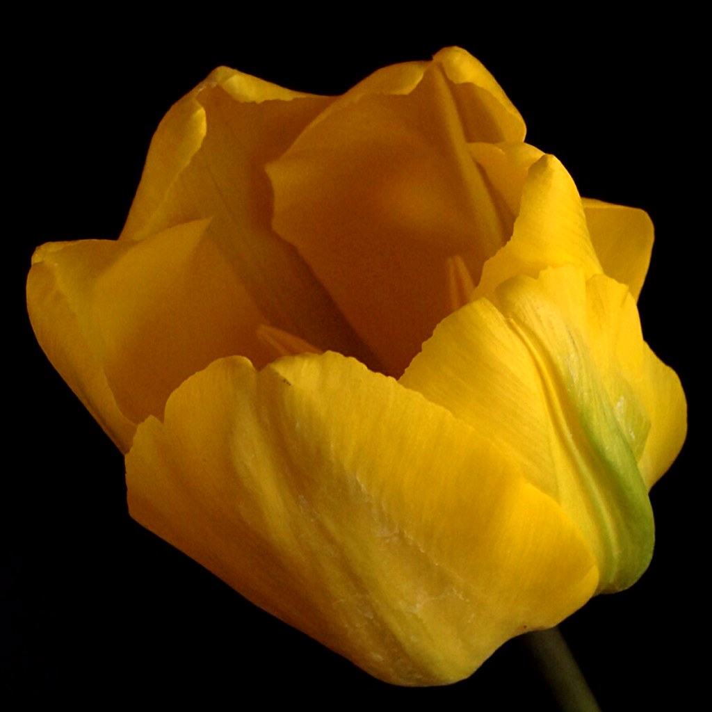 Tulipes Tulips Tulpen