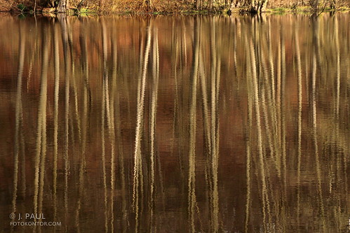 reflection licht wald bäume spiegelung schleswigholstein baumstämme reflektionen sachsenwald friedrichsruh lichtstimmung schlosteich