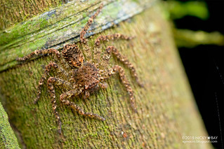 Huntsman spider (Sparassidae) - DSC_3745