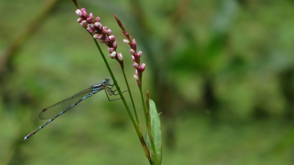 Male Wandering Ringtail on persicaria