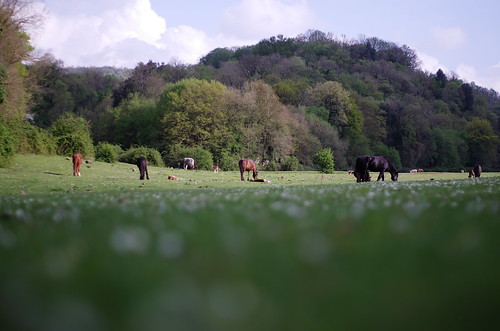 pentax k5 smcpentaxm50mmf17 valley horses foals field sky clouds countryside nature perspective spring 2015 lazio italy trees forest hills landscape stefanorugolo