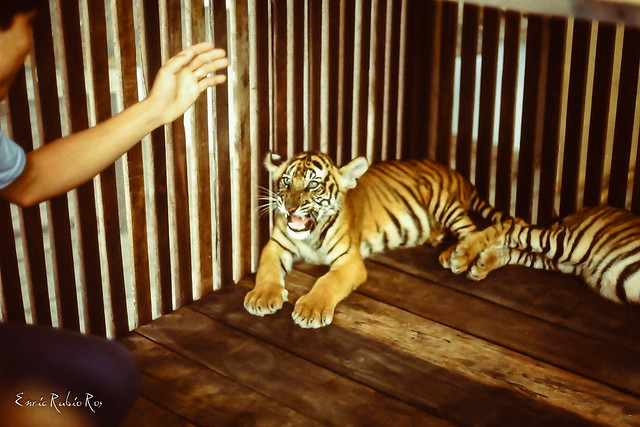 Tigre.Thai