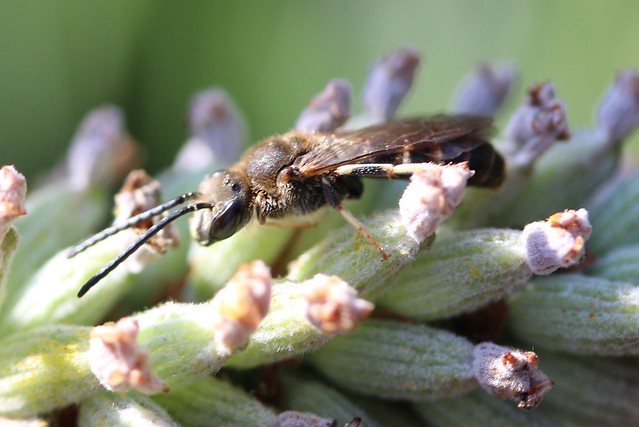 Bee ? taken at Alverstoke, Gosport, Hampshire