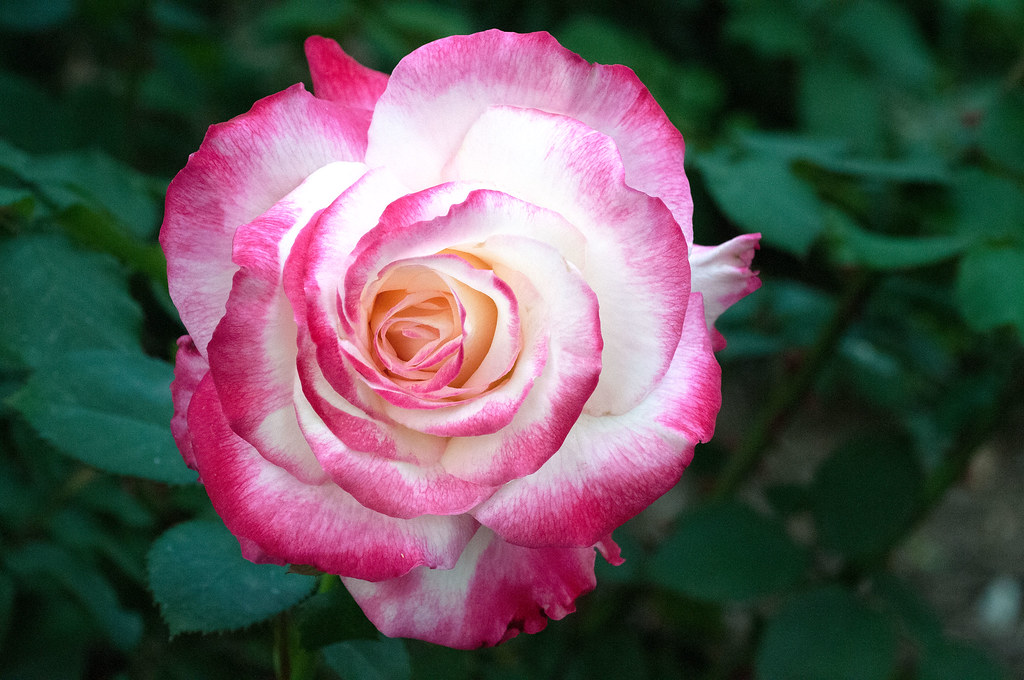 PinkandWhiteRose2 | A Pink and White Rose | Jorge Rodriguez | Flickr