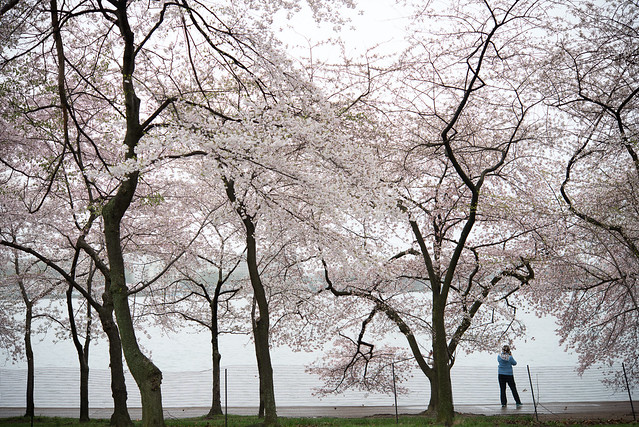 Cherry Blossoms April 10, 2015