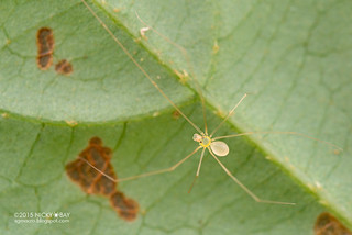 Daddy-long-legs spider (Belisana sp.) - DSC_6506