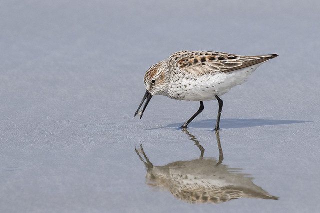 Western Sandpiper with a Morsel