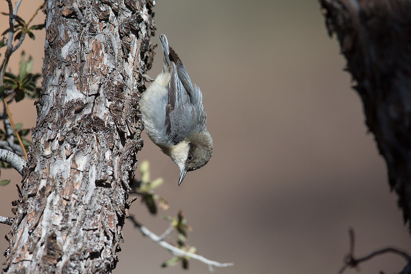 Sitta pygmaea | Pygmy Nuthatch | ponderosanötväcka