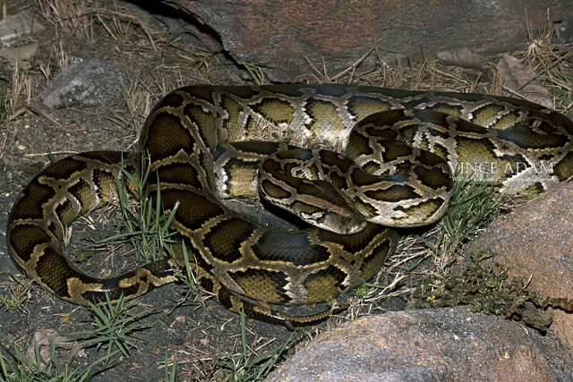IMG_5728-0(W)  Burmese python (Python bivittatus)